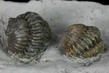Two Enrolled Flexicalymene Trilobites - Cincinnati, Ohio #135531-3
